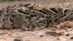 O problema negligenciado das picadas de cobra no Sudão do Sul