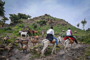 No Sudão, o acesso a algumas áreas remotas só pode ser feito em burros ou camelos