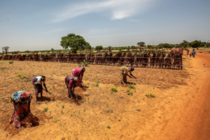 Agricultores cultivam as suas terras nas proximidades da aldeia de Riko, Estado de Katsina, na Nigéria. Junho de 2022. ©George Osodi.