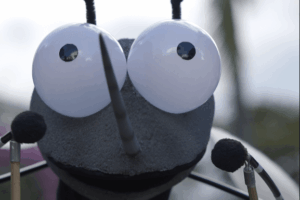 Honduras mosquitos Wolbachia