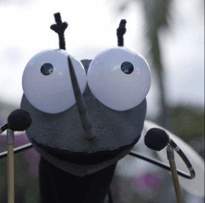 Honduras mosquitos Wolbachia