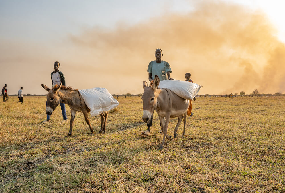 Chuol e o irmão utilizam burros para transportar sacos de alimentos lançados do ar pelo WFP em Chuil, no Sudão do Sul. 