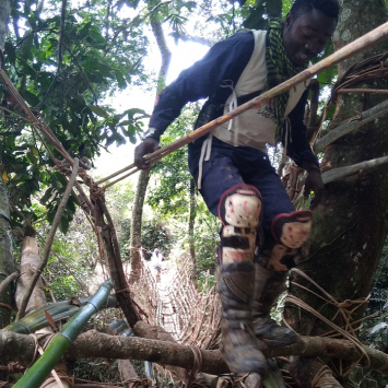 A ponte em lianas